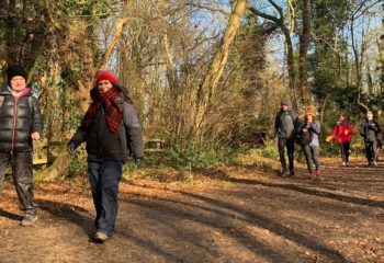 Burnham Beeches and the woodland country parks of Buckinghamshire