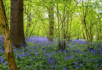 Blue Bells (hopefully) Short Guildford Circular (6 Miles)