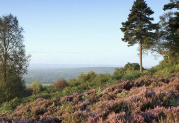 Weekday Walk- West Sussex Heathland and Temple of the Winds