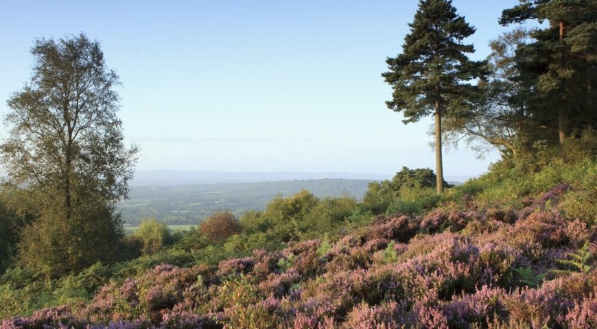 Weekday Walk- West Sussex Heathland and Temple of the Winds