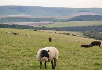 Weekday Walk- Hassocks to Lewes South Downs ridgewalk