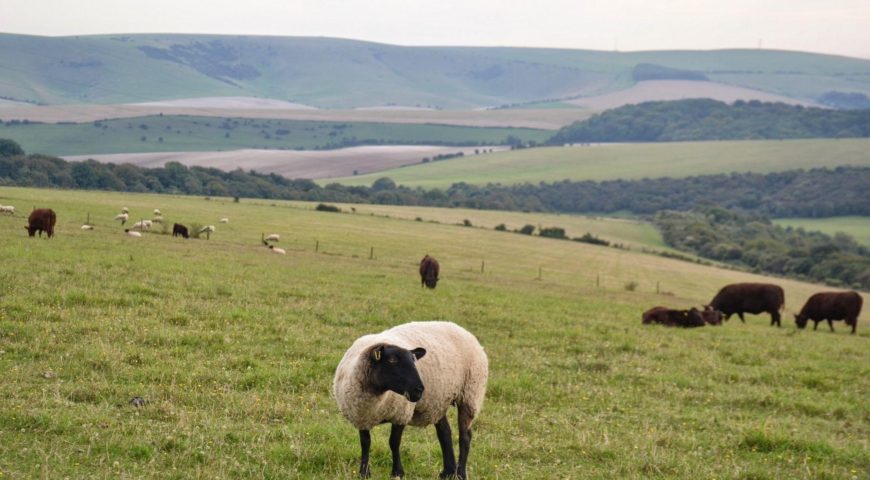 Weekday Walk- Hassocks to Lewes South Downs ridgewalk