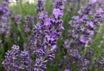 Mayfield Lavender Farm and Henry VIII's Nonsuch Park, 14km / 9 miles linear hike