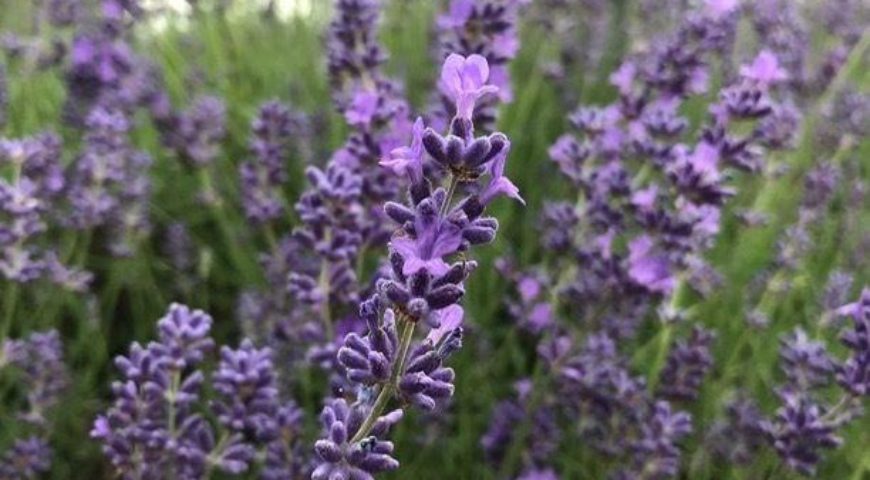 Mayfield Lavender Farm and Henry VIII's Nonsuch Park, 14km / 9 miles linear hike