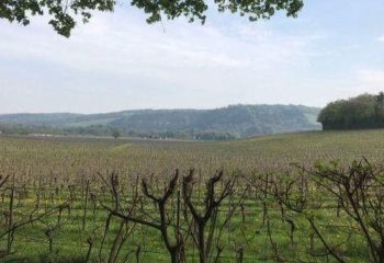 Weekday Denbies vineyard, Polesden Lacey and the North Downs Way hilly 20km