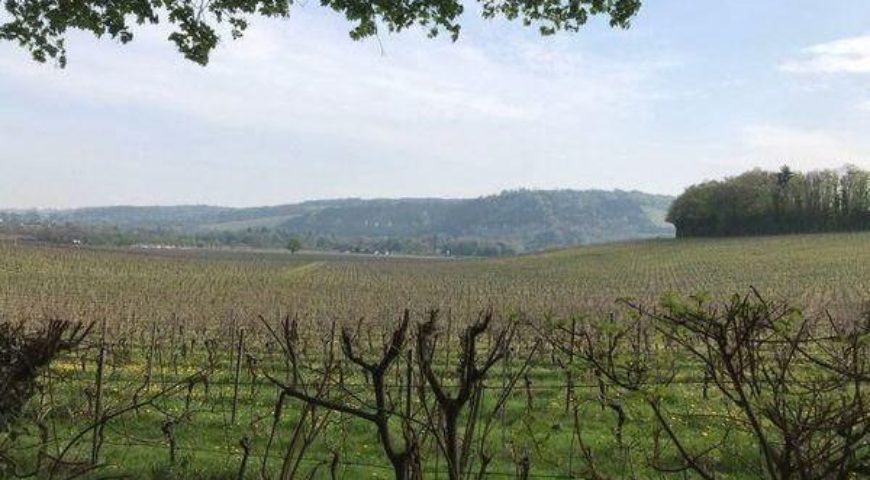 Weekday Denbies vineyard, Polesden Lacey and the North Downs Way hilly 20km